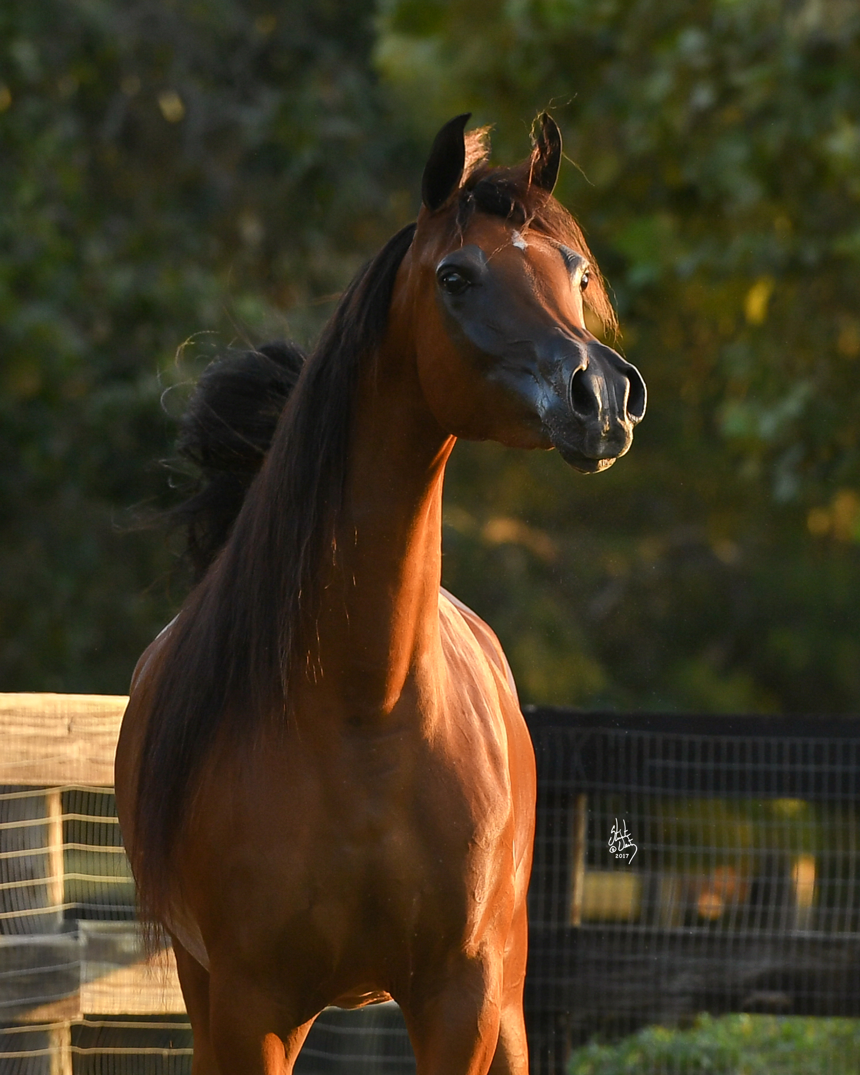 Makayah The Arabian Horses of Orrion Farms Ellensburg, Washington