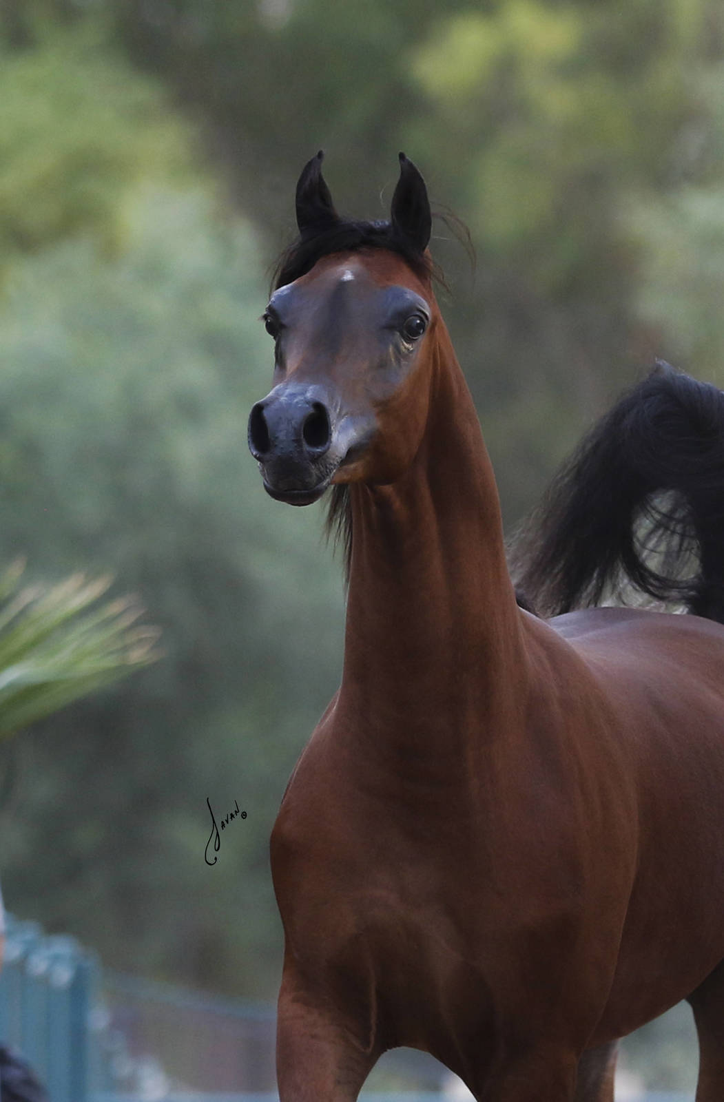 ofw-renegade-the-arabian-horses-of-orrion-farms-ellensburg-washington