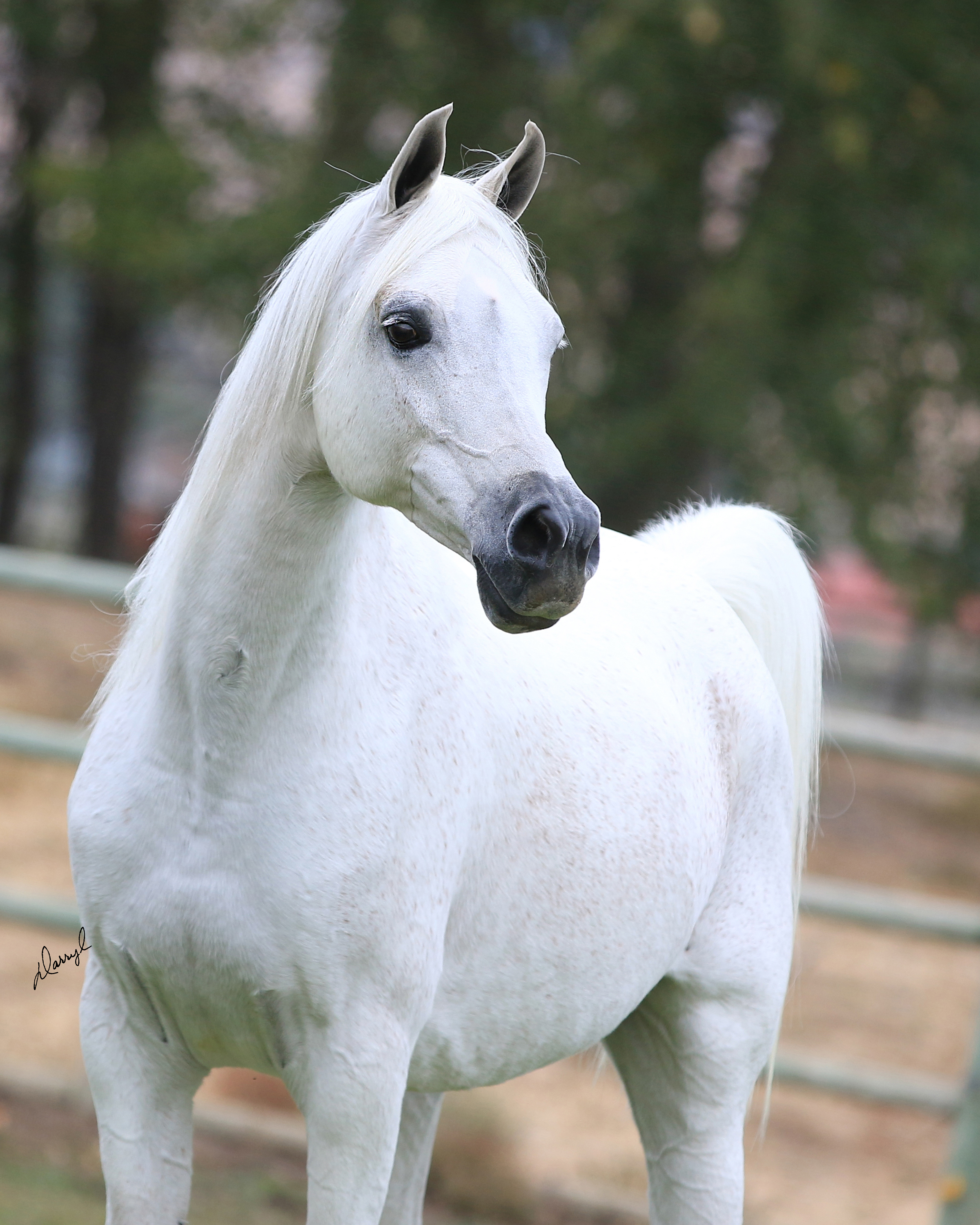 HB Dominique El Dakar The Arabian Horses of Orrion Farms Ellensburg