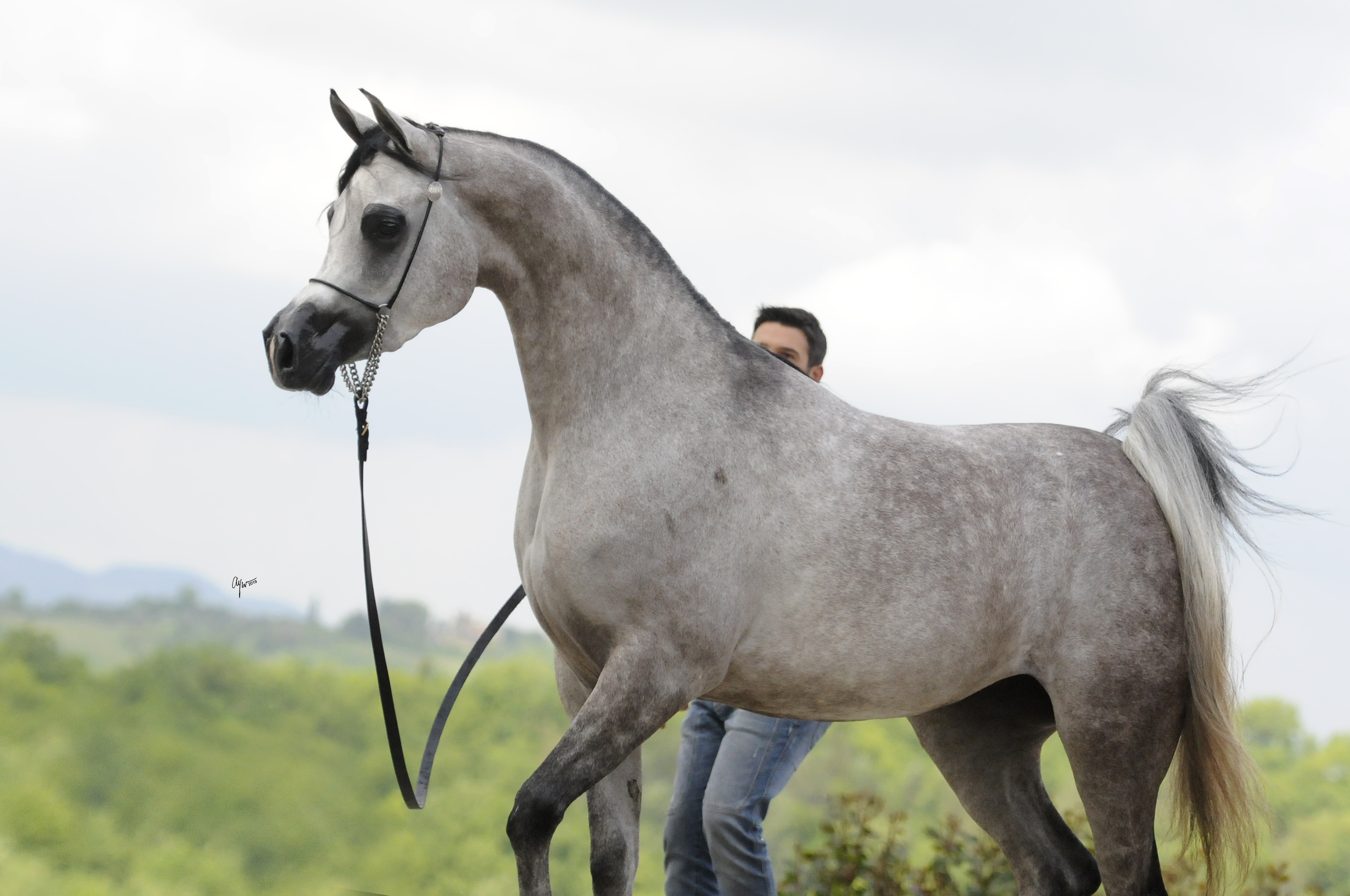 Exxaltress The Arabian Horses of Orrion Farms Ellensburg, Washington