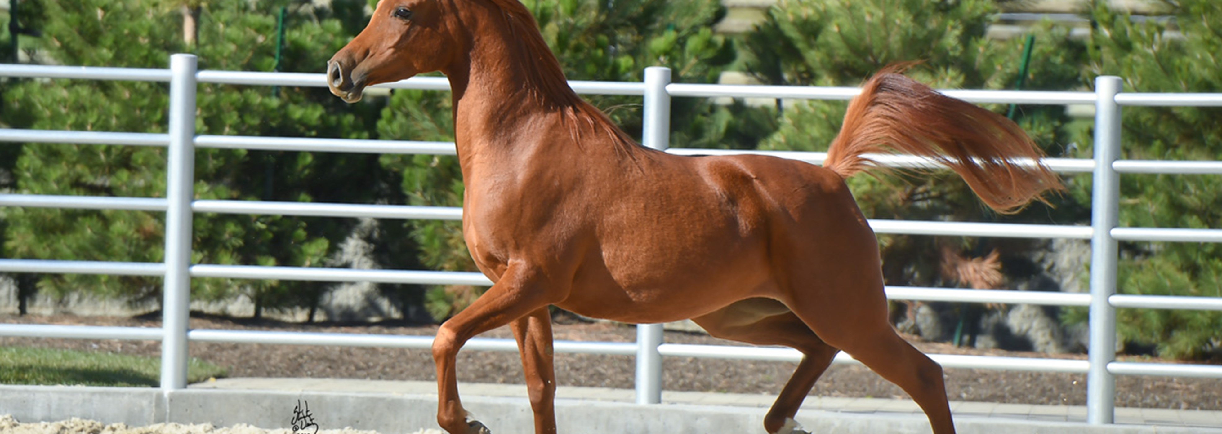 OFW Swan The Arabian Horses of Orrion Farms Ellensburg, Washington