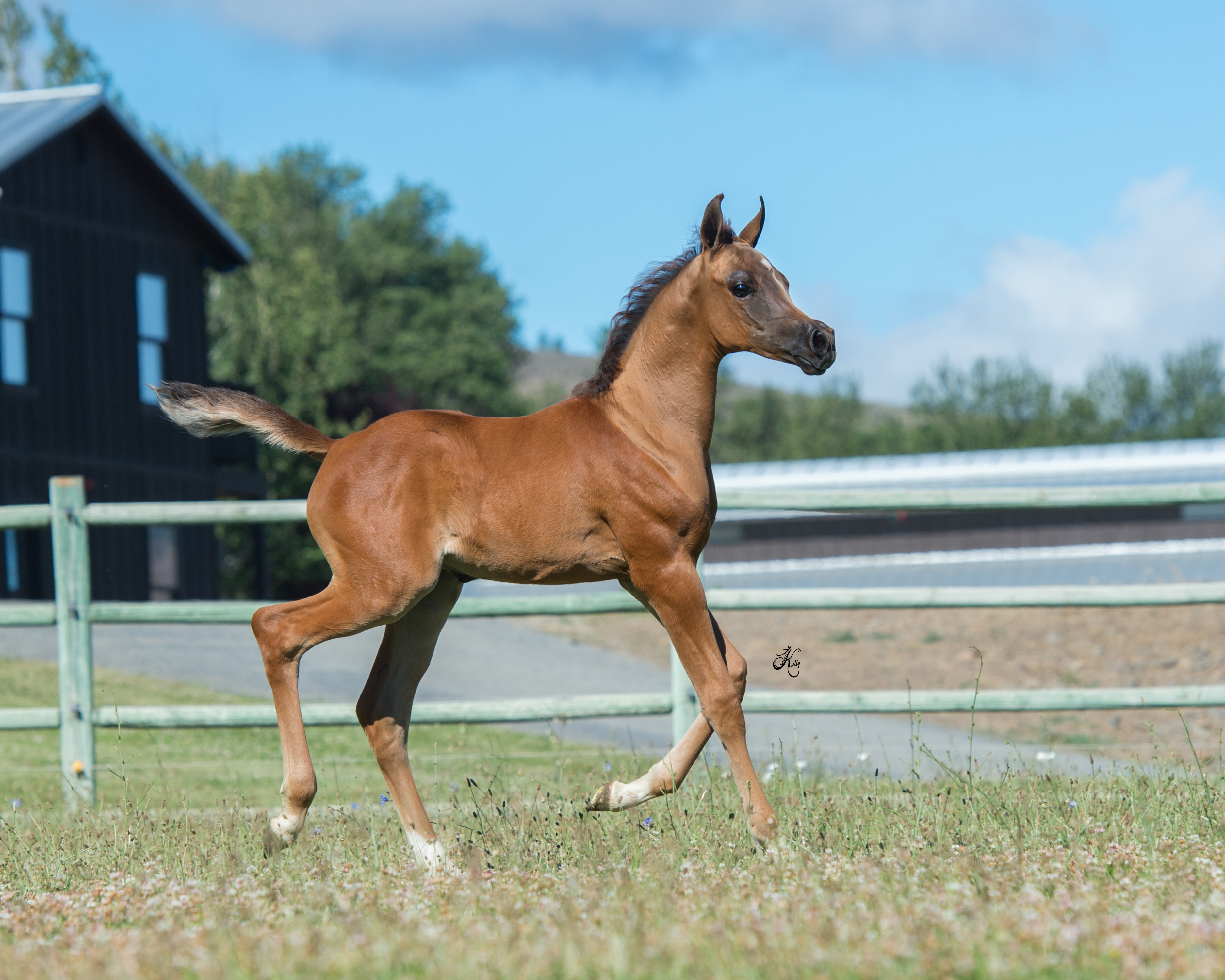 OFW Baanderas - The Arabian Horses Of Orrion Farms - Ellensburg, Washington