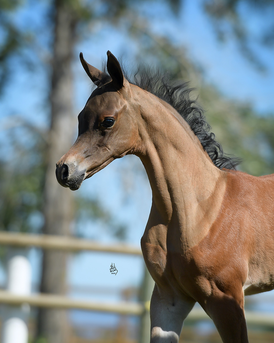 OFW Sovereign Diva The Arabian Horses of Orrion Farms Ellensburg