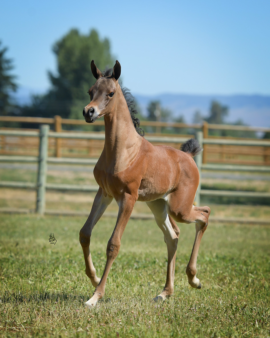OFW Sovereign Diva The Arabian Horses of Orrion Farms Ellensburg
