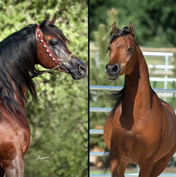 OFW Gunner The Arabian Horses of Orrion Farms Ellensburg, Washington