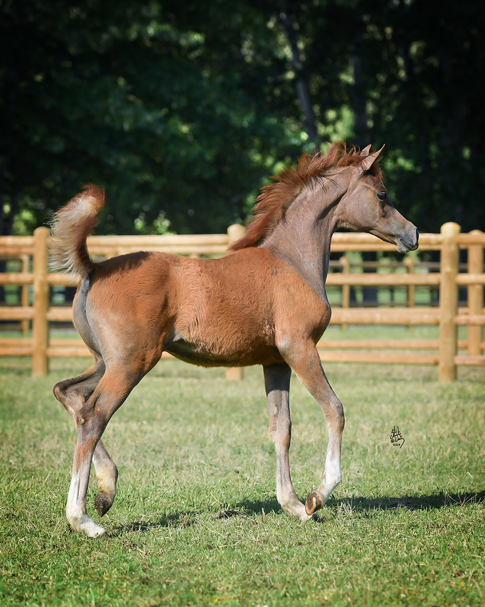 OFW Lady Exx The Arabian Horses of Orrion Farms Ellensburg, Washington