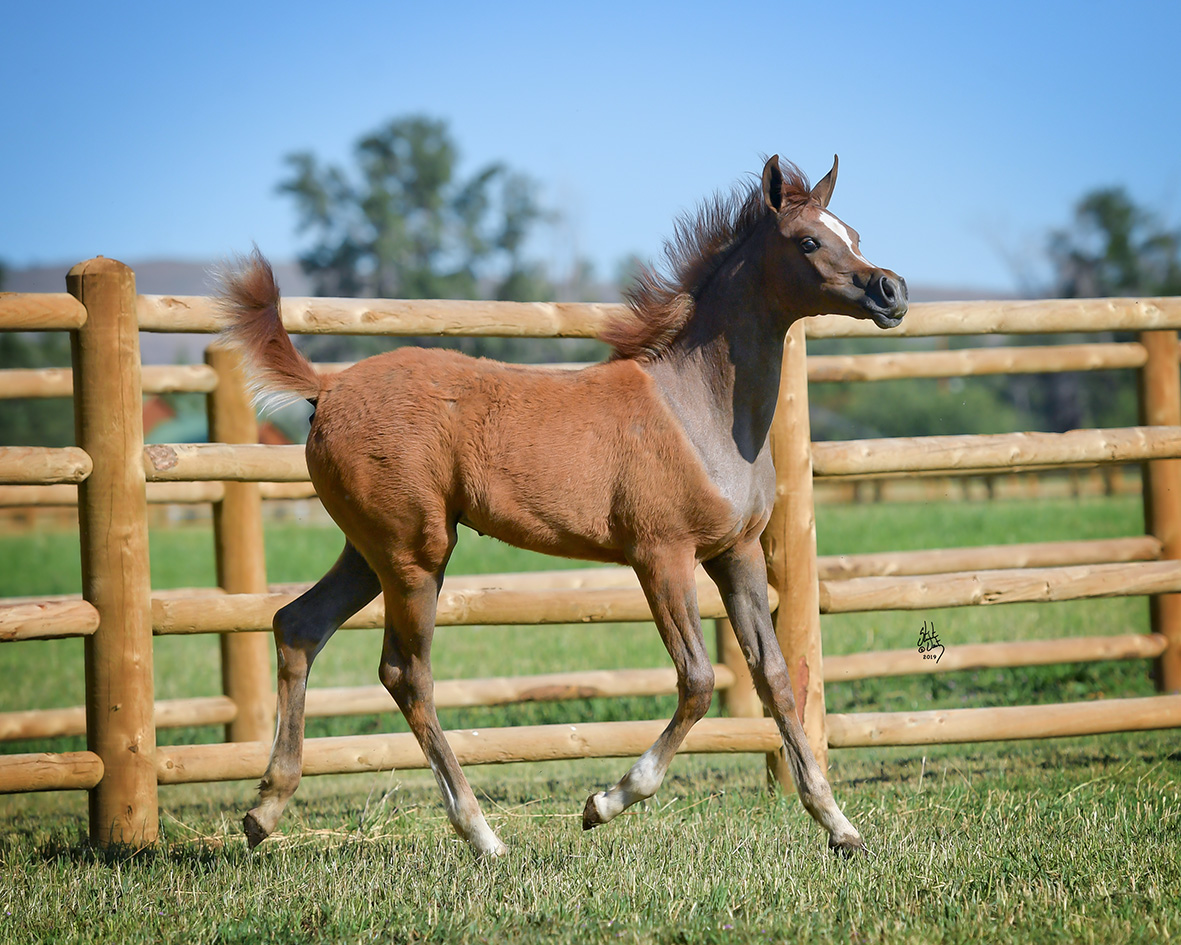 OFW Lady Exx - The Arabian Horses Of Orrion Farms - Ellensburg, Washington