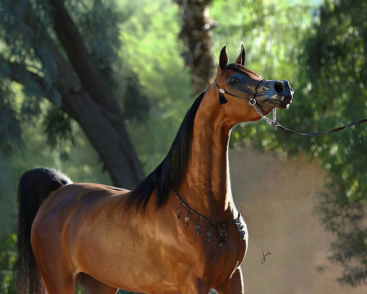 El Rey Magnum RCF - The Arabian Horses Of Orrion Farms - Ellensburg ...