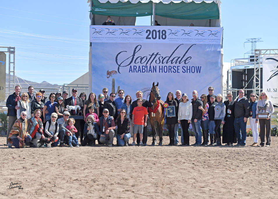 Arabian show results scottsdale Arabian Horse