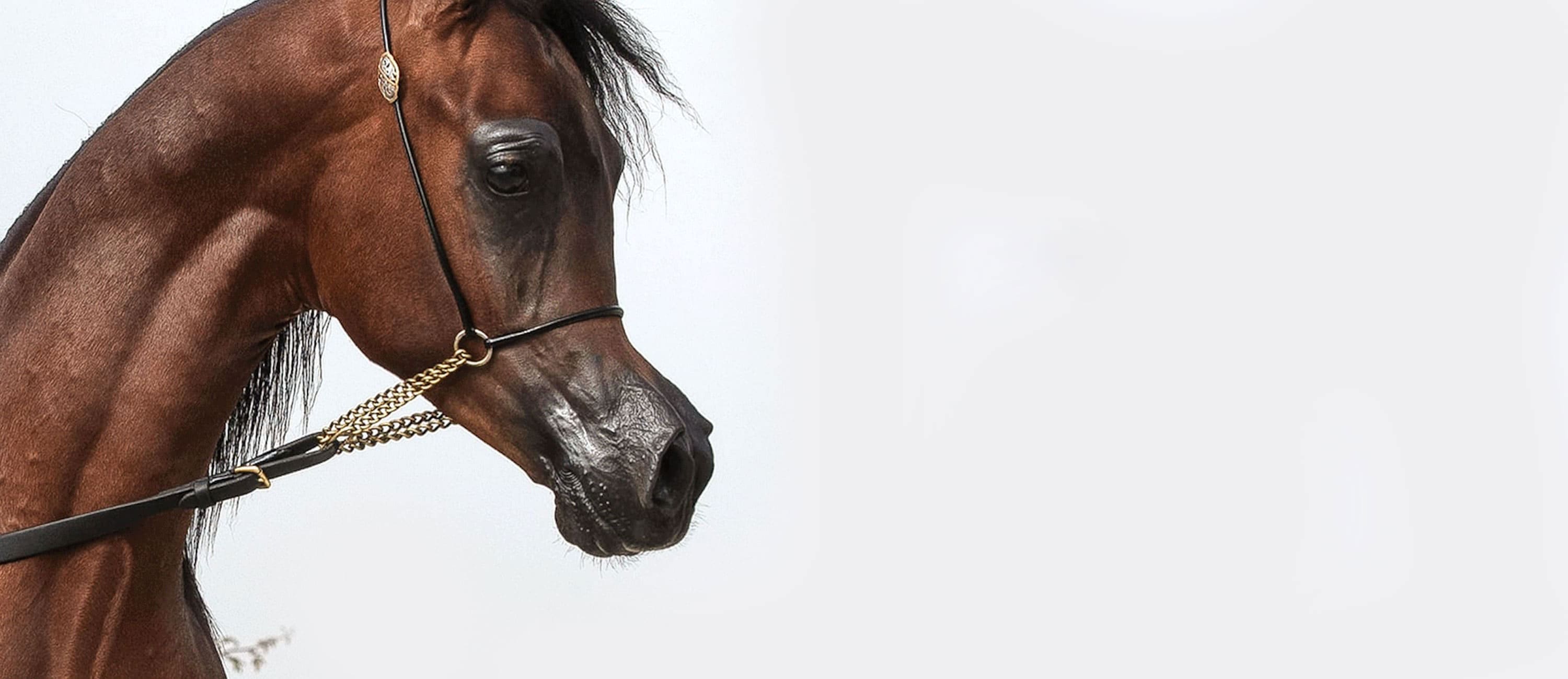 Home - The Arabian Horses Of Orrion Farms - Ellensburg, Washington