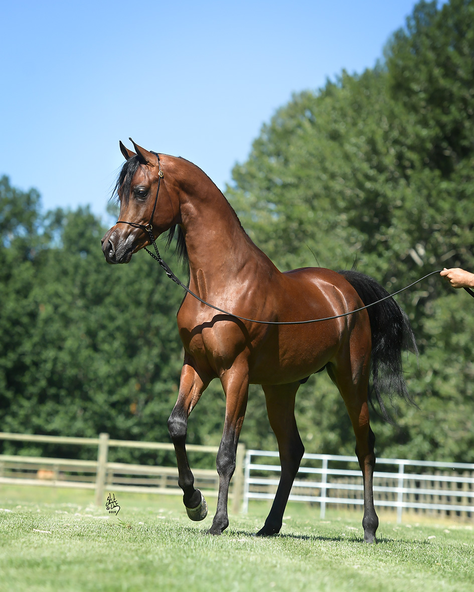 El Rey Magnum RCF - The Arabian Horses Of Orrion Farms - Ellensburg ...